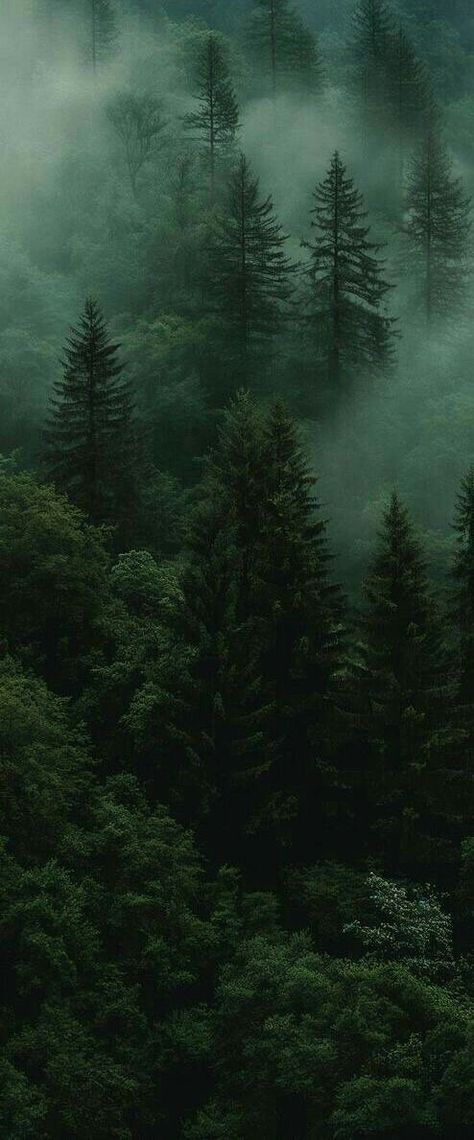 Forest Photography Aesthetic, Hd Photography Wallpaper, Green Beautiful Wallpaper, Black White And Green Wallpaper, Cool Phone Home Screen, Forest Peel And Stick Wallpaper, Dark Forest Moodboard, Green Forest Wallpaper Aesthetic, Evergreen Forest Aesthetic