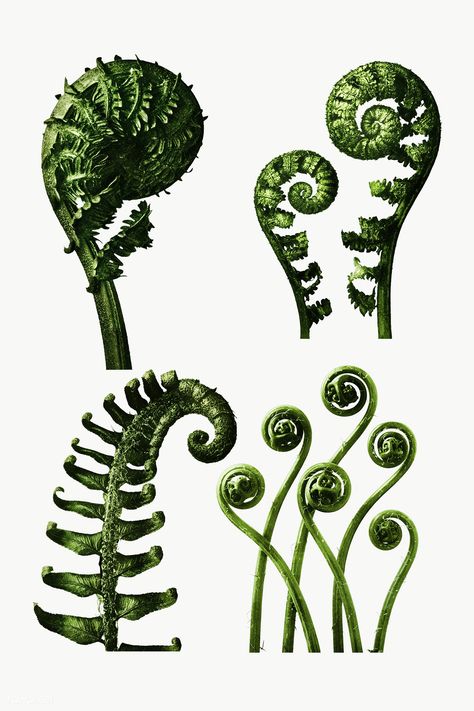 Repeating Patterns In Nature, Fiddleheads Fern, Ferns Aesthetic, Fern Spiral, Botany Photography, Fern Photography, Fiddlehead Fern, Fern Art, Botanical Journal