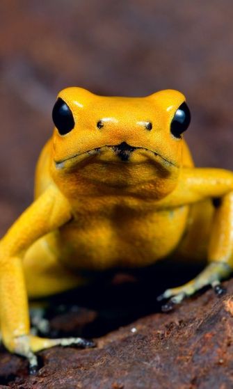 The 10 Most Dangerous Animals in the World Poisonous Animals, Frog Species, Poison Frog, Species Extinction, Poison Dart, Dangerous Animals, Dart Frog, List Of Animals, Baby Squirrel