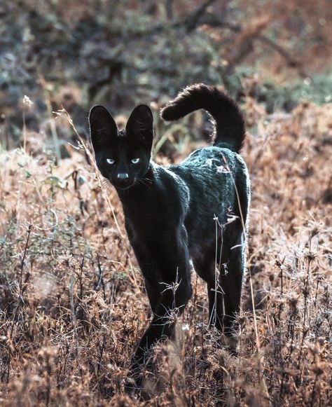 When I was living in Florida I would take my camera to Busch Gardens for some amazing photos! Black Serval Cat, Aesthetic Animal Photography, Pretty Cats Aesthetic, Black Serval, Feline Species, Serval Cat, Interesting Animal, Cool Animals, Interesting Animals