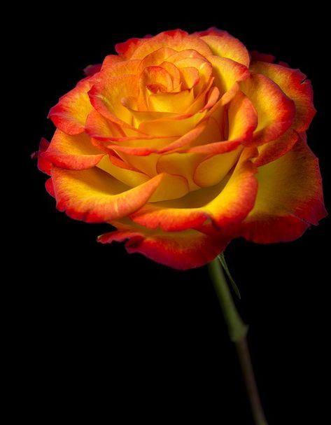 ~~Flame Rose by Theresa Elvin~~ I just got   a couple of clippings of one from a neighbor. I sure hope they   root! Rose Belle, Fleur Orange, Colorful Roses, Human Soul, Orange Roses, Beautiful Rose Flowers, Love Rose, Arte Floral, Exotic Flowers