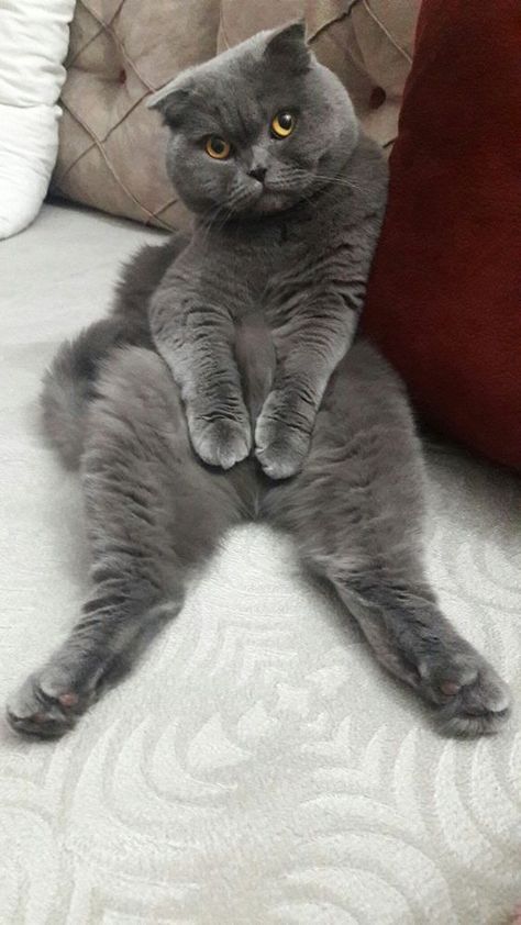 Grey Cat Breeds, Hypoallergenic Cats, British Shorthair Kittens, Cats Photos, Dream's Cat, Image Chat, Grey Cat, Cat Photos, Cat Breed