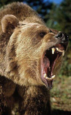 Grizzly Bear Photography, Grizzly Bear Tattoos, Angry Bear, Angry Animals, Bear Tattoos, Animal Study, Bear Pictures, Bear Face, Majestic Animals