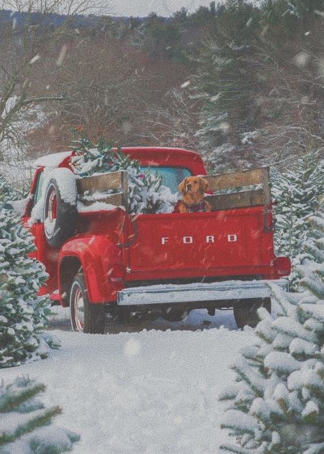 Christmas Posts, Cute Ladybug, Animal Antics, 50 Christmas, About Animals, Silly Animals, Red Truck, Animals Of The World, Christmas