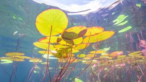 Under Monet's Ponds Lily Pond, Wall E, Arte Inspo, Color Studies, Environment Design, Aesthetic Images, Water Lily, Ponds, Painting Inspiration