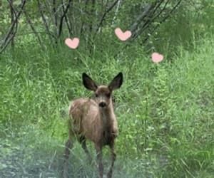 Deer Gif, Edit Gifs, Pink Trailer, Fawns Deer, Gold Skies, Fairy Aesthetic, Virtual Pet, Oh Deer, Baby Deer