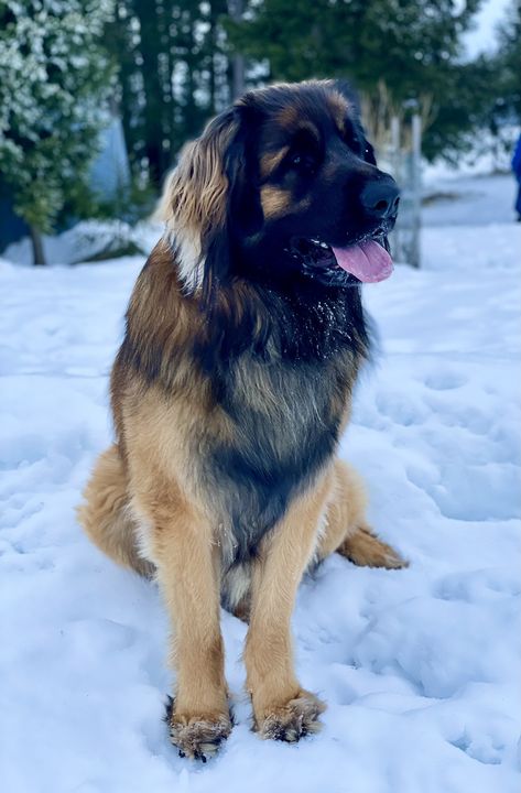 Leonberger Dog Puppy, Estrela Mountain Dog, Puppy Schedule, Leonberger Dog, Home Pets, Lion Dog, Rudy Pankow, Secret Life Of Pets, Pretty Dogs