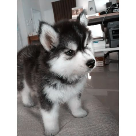 Husky Puppies, Cute Animals Puppies, Very Cute Dogs, A Husky, Husky Puppy, Little Animals, Cute Pets, Cute Little Animals