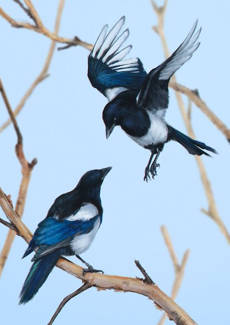 Magpies, Bogna Gawrońska on ArtStation at https://www.artstation.com/artwork/AlGbX Magpie In Flight, Dynamic Bird Poses, 2 Magpies, Two Magpies, Magpie Reference, Magpie Flying, Magpie Photography, Magpie Aesthetic, Magpie Tattoo