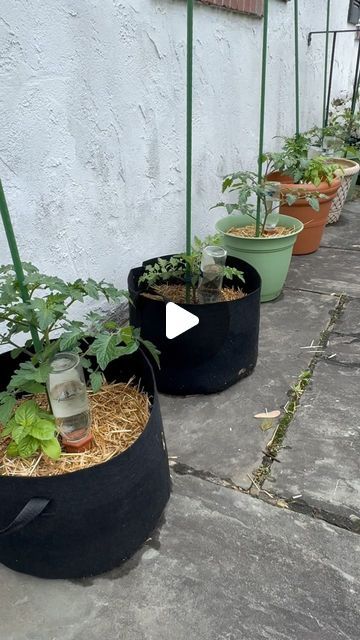 Optimistic Kitchen on Instagram: "Container gardening is a great option for those with limited growing space! I also find it to be significantly less work! If you would like to see more on container gardening, please check out the other videos that I posted this week.😁💚🌱#OptimisticKitchen #happyeating #Garden #ReduceFoodWaste #zerowaste #uppotting #containergarden #containervegetablegarden #tomatoplants" Planting Veggies In Containers, Planting Vegetables In Containers, Plants In Pots Outdoor Backyard Ideas, Urban Vegetable Garden, Kitchen Garden Ideas, Container Vegetable Gardening, Growing Hacks, Growing Tomato, Tomatoes In Containers