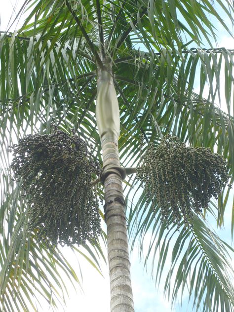 Acai Palm contains antioxidants active against leukemia. It is another traditional Brazilian natural medicine. Acai Palm Tree, Step Team, High School Principal, Tree Tunnel, Bodybuilding Recipes, Morning People, School Principal, Natural Medicine, Center Stage