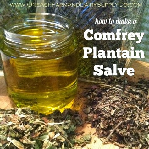 how to make comfrey salve Comfrey Plantain Salve, Comfrey Salve Recipe, Plantain Salve, Comfrey Salve, Homemade Salve, The Prairie Homestead, Prairie Homestead, Plantain Leaves, Chapped Hands