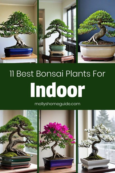 Discover the best bonsai plants for indoor spaces that are beginner-friendly and low maintenance. Learn how to care for indoor bonsai plants with our simple DIY projects and helpful tips. Find the perfect bonsai plants for your home decor and create a peaceful oasis with these beautiful green companions. Whether you're a novice or have some experience growing bonsai indoors, we have all the guidance you need to nurture these unique botanical wonders effortlessly. Explore our recommendations and Large Bonsai Tree Indoor, Best Bonsai Trees, How To Care For Bonsai Tree, Bonsai Plants Indoor, Large Bonsai Tree, Bonsai Kelapa, Indoor Tree Plants, Bonsai Azalea, How To Grow Bonsai