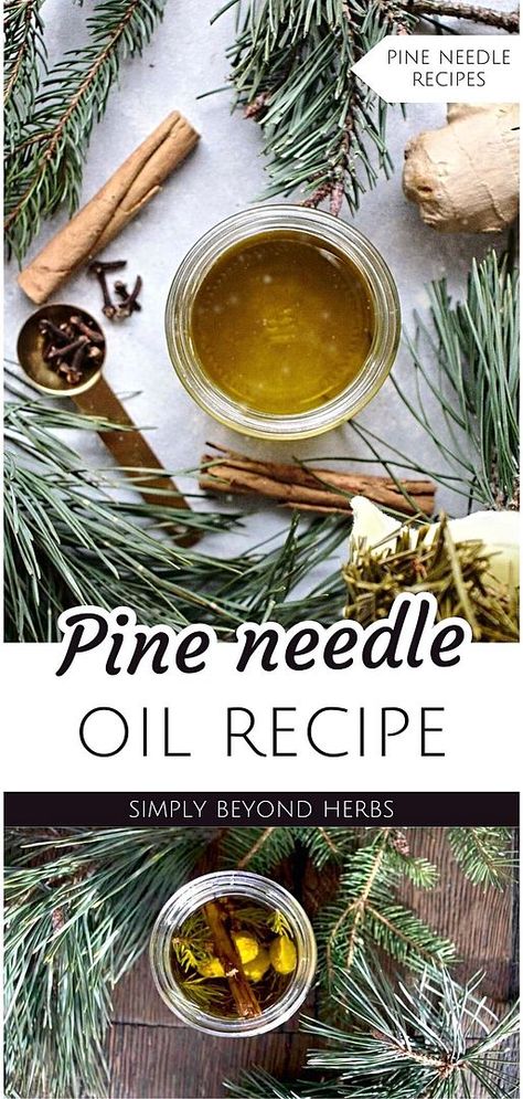 Explore the wonders of Pine Needle Oil with our guide on Pine Needle Recipes & Pine Needles Uses. This oil, made from foraged pine needles and spices, is perfect for enhancing skin and hair health. It's a warming remedy for cold winter days and a stellar addition to your homemade skin care routine. Ideal for those interested in natural herbs and DIY body care. Find more herbs for health, natural remedies, and natural health tips at simplybeyondherbs.com. Homemade Skin Care Routine, Pine Needle Oil, Remedy For Cold, Herbal Salves, Herbal Tinctures, Natural Sleep Remedies, Diy Body Care, Natural Cold Remedies, Cold Home Remedies