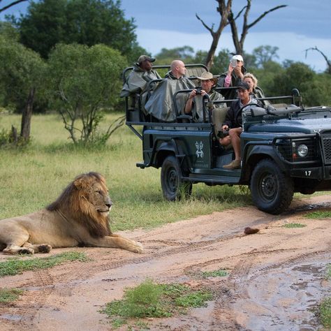 🇿🇦 Discover the beauty and diversity of South Africa! 🌍✨ From the majestic Table Mountain to the vibrant city of Cape Town, South Africa is a land of stunning landscapes, rich wildlife, and vibrant culture. Embark on a safari adventure in Kruger National Park, explore the scenic Garden Route, and immerse yourself in the history and traditions of this incredible country. Whether you're seeking adventure or relaxation, South Africa offers an unforgettable experience. Ready to explore? #Discover... Kruger National Park South Africa, South Africa Safari, Instagram Graphic Design, Gorilla Trekking, Stunning Landscapes, Safari Adventure, Wildlife Safari, Instagram Graphic, Masai Mara