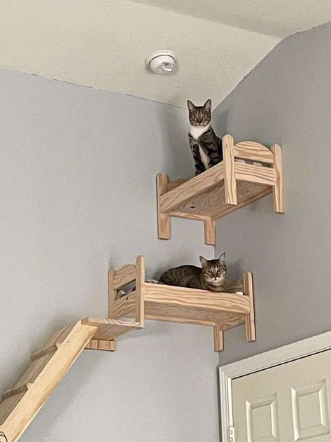 Cat Room Ideas, Cat Ramp, Cat Paradise, Cat Castle, Diy Cat Tree, Cat Wall Furniture, Cat House Diy, Cat Playground, Cat Furniture Diy