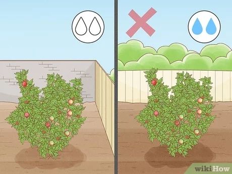 Wonderful Pomegranate Tree, How To Grow Pomegranate Tree, How To Plant Pomegranate Tree, Potted Pomegranate Tree, Pomegranate Tree Landscaping, Pomegranate Plant How To Grow, How To Propagate Pomegranate Tree, Grow Pomegranate From Seed, Pomegranate Companion Plants