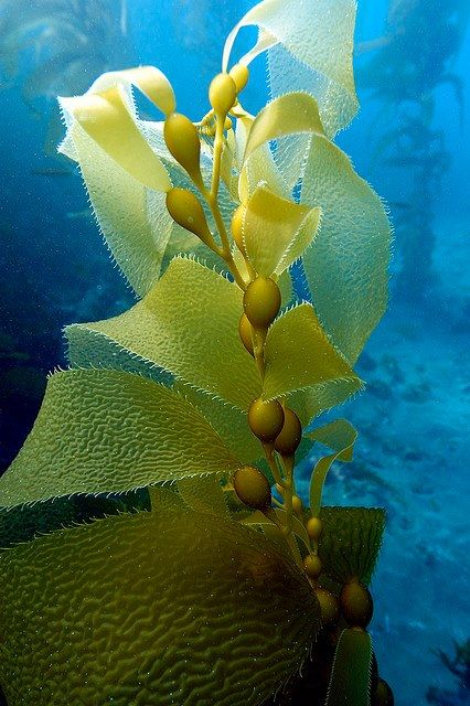 kelp via nybg Tumblr Ocean Plants, Underwater Plants, Kelp Forest, Sea Plants, Sea Kelp, Sea Otter, Sea And Ocean, Sealife, Underwater World