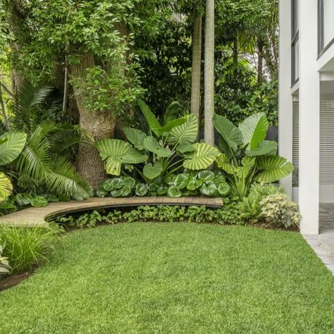 Alocasia Landscaping, Banana Trees Landscape, Tropical Plants Outdoor, Garden Ideas Nz, California Garden Design, Thai Garden, Tropical Landscape Design, Tropical Garden Design, Jungle Gardens