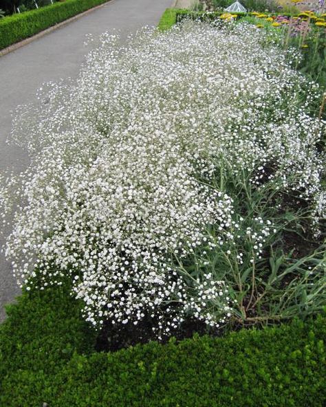 Gypsophila Garden, Gypsophila Plant, Knot Garden, Dream Garden Backyards, Root Plants, Moon Garden, Have Inspiration, Traditional Landscape, White Gardens