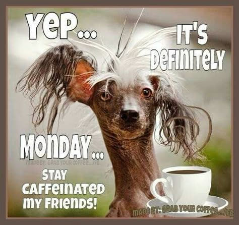 Yep Its Definitely Monday monday good morning monday quotes good morning quotes… Monday Funny, Funny Monday, Monday Humor Quotes, Happy Monday Quotes, Monday Morning Quotes, Monday (quotes), Awkward Situations, Monday Monday, Good Morning Happy Monday