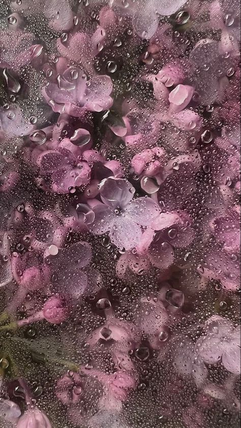 Wallpaper Bunga Iphone, Wet Flowers, Rainy Wallpaper, Zestaw Ikon, نباتات منزلية, Floral Wallpaper Iphone, Windows Wallpaper, Flowery Wallpaper, Flower Iphone Wallpaper