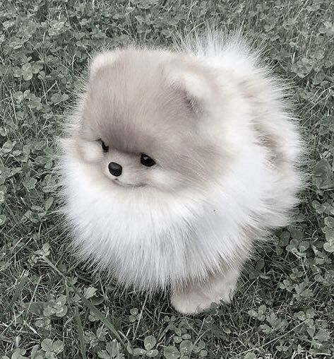 Cute Fluffy Dogs, Wallpaper Dog, Cute Dogs Images, Very Cute Puppies, Cute Pomeranian, Super Cute Puppies, Cute Small Animals, Cute Animals Puppies