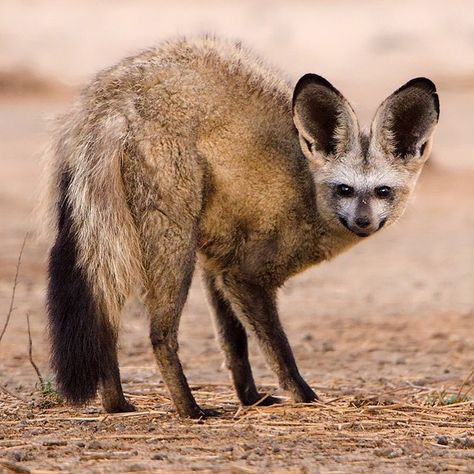 A Bat-Eared Fox in the Kalahari Desert •• Morkel Erasmus Photography •• Desert Fox Aesthetic, Desert Fox Cute, Desert Jackrabbit, Desert Long Eared Bat, Bat Eared Fox, Vampire Bat Animal, Kalahari Desert, Desert Animals, Foxes Photography