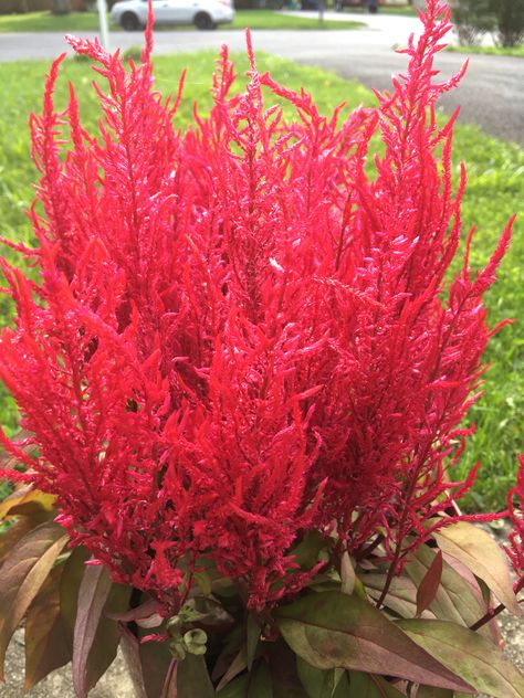 Dragons breath Celosia Dragons Breath Flower, Dragons Breath Plant, Yellow Dragon, Dragons Breath, Amazing Pictures, All About Plants, Flower Garden, Plant Leaves, Cool Pictures