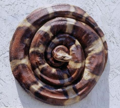 Hsc Art, Snake Sculpture, Snake Coiled, Spirals In Nature, Sacred Spiral, Statues Art, Coiled Snake, Animal Model, Spiral Shape