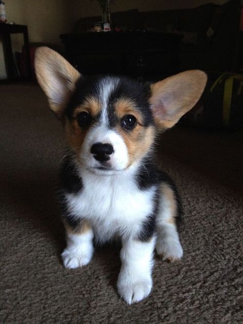 Tri Color Corgi Puppies, Corgi Colors, Pembroke Corgi, Cute Corgi Puppy, Welsh Corgi Puppies, Corgi Puppy, Kittens And Puppies, Cute Corgi, Pembroke Welsh Corgi