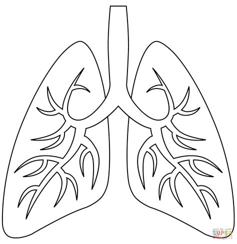 Lung Coloring Page, Easy Lung Drawing, Heart And Lungs Drawing Easy, Lungs Free Printable, Lungs Black And White, How To Draw Lungs, Anatomy Coloring Pages Free Printable, Human Lungs Drawing, Lungs Drawing Anatomy