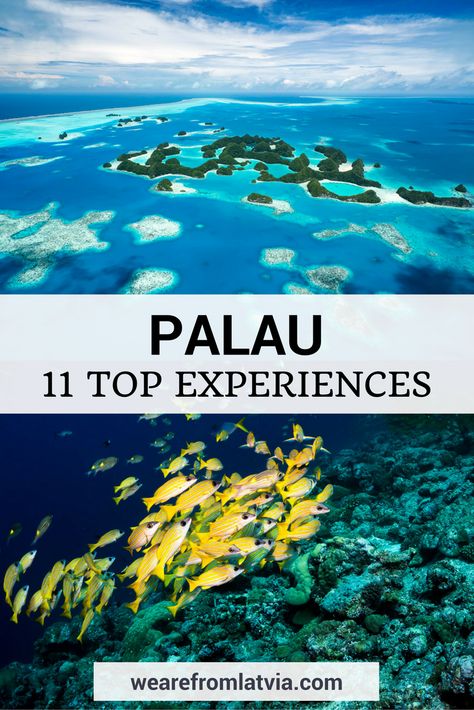 Things to do in Palau: 11 Top Experiences Not to Miss in Palau Palau Island, Traveling Asia, Travel Malaysia, New Zealand Travel Guide, Visit Asia, Oceania Travel, Honeymoon Ideas, Pacific Islands, Countries To Visit