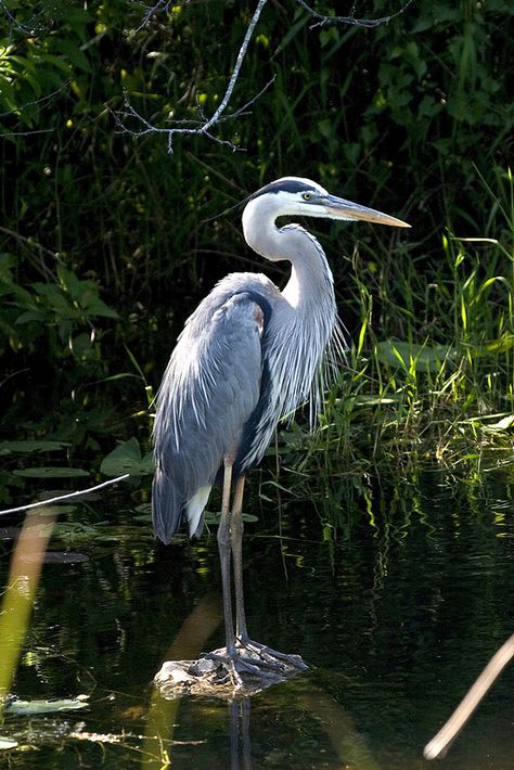 Great Blue Heron, Everglades National Park, Florida (pinned by haw-creek.com) Trees, Water, Bird Sounds, Great Blue Heron, Blue Heron, Blue