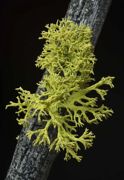 Lichen Painting, Foto Macro, University Of Montana, Lichen Moss, Painting References, Plant Fungus, Moss Garden, Mushroom Fungi, Natural Forms