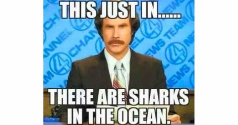 Funny Shark memes for Shark Week 2022. We are sharing our favorite memes about sharks as well as facts, pop culture fun and more. Get hooked & share the memes! Jaws Meme, Shark Week Memes, Shark Week Period, Shark Meme, Beach Memes, Shark In The Ocean, Childhood Fears, Wonder Pets, Funny Shark