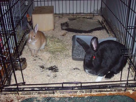 BunSpace.com Forum: Rabbits in dog crate cages? I want to see your pictures! Dog Crate Bunny Cage, Dog Crate Rabbit Cage, Bunny Cage, Bunny Stuff, Bunny Cages, Rabbit Cage, Dog Crate, Rabbits, I Want