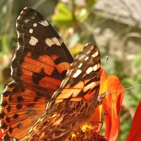 Orange Butterfly & Buds Orange Butterfly Aesthetic, Butterfly Aesthetic, Orange Butterfly, Rainbow High, Late Summer, Butterfly Wings, Strawberry Shortcake, Anton, One Color