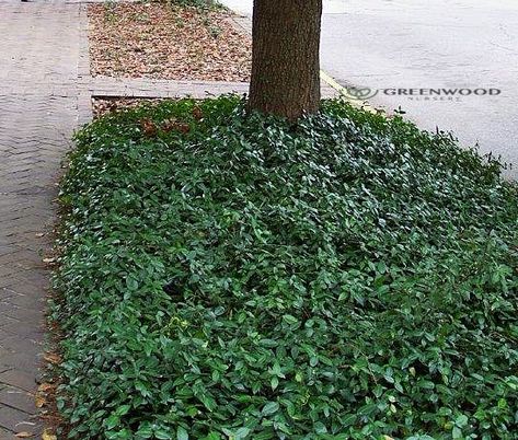 Vinca minor Ground Cover Creeping Myrtle Ground Cover, Vinca Minor Ground Cover, Myrtle Ground Cover, Ground Cover Landscaping, Vinca Ground Cover, Periwinkle Ground Cover, Creeping Myrtle, Vinca Vine, Spanish Lavender