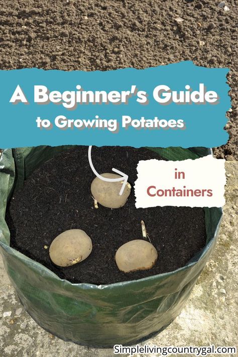 Trash Can Diy, Growing Potatoes In Containers, When To Plant Potatoes, Planting Seed Potatoes, How To Plant Potatoes, Potato Planting, Potatoes In Containers, Grow Potatoes In Container, Harvesting Potatoes