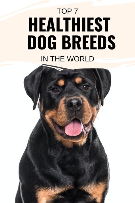 Short Hair Dogs Breeds, Big Dogs Breeds, Medium Dog Breeds, Large Breed Dogs, Best Big Dog Breeds, Athletic Dog Breeds, High Energy Dog Breeds, Best Medium Sized Dogs, Low Maintenance Dog Breeds