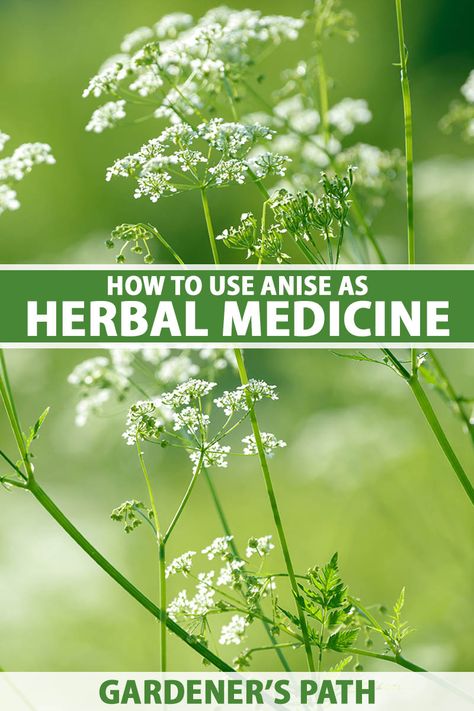 Anise Seed Benefits, Health Benefits Of Star Anise, Allysum Flowers, Evening Primrose Benefits, Anise Benefits, Anise Plant, Medicinal Herbs Garden, Vegetable Benefits, Herbs Garden