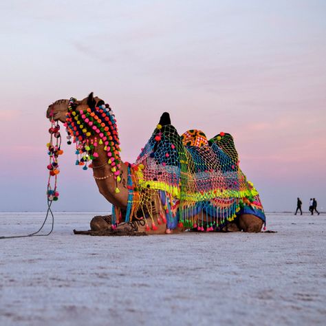 The Great Rann of Kutch is a salt marsh in the Thar Desert in the Kutch District of Gujarat, India. kutch its also written as Kachchh. Gujarat Tourism, Great Rann Of Kutch, India Pakistan Border, Rann Of Kutch, Kutch Gujarat, Desert Festival, Bodh Gaya, Desert Travel, Western Ghats