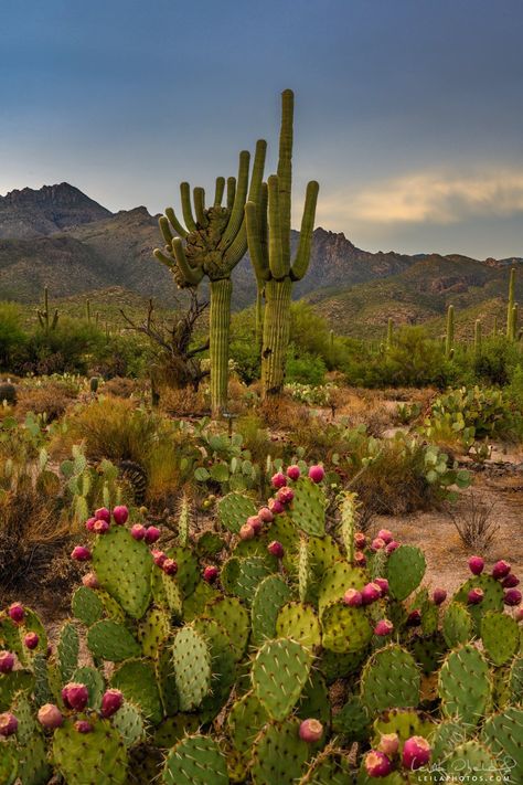 Plantas del desierto Desert Cactus Photography, Cactus In Desert, Desert Plants Landscaping, Cactus Mexico, Desert Landscape Photography, Tropical Desert, Cactus Arizona, Mexico Cactus, Cactus Pictures