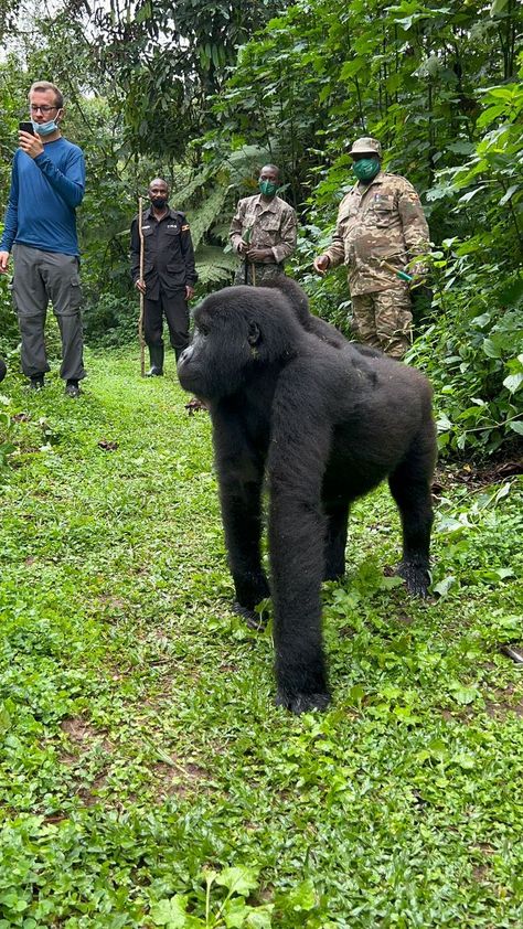 Gorilla Safari tour to bwindi forests, you will set off to the thick misty Virunga Mountain jungles, gorilla trekking is a jungle safari promising to change your whole experience when you encounter the giant gentle mountain gorillas of Bwindi Impenetrable forest national park, Mountain Gorillas, Thick Forest, Gorilla Trekking, Mountain Gorilla, Safari Tour, Jungle Safari, Tour Operator, Uganda, Trekking