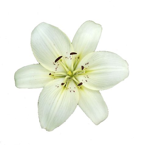 Flower Transparent Background, White Lilium, Flowers Transparent, Flower Transparent, Lily White, Png Vector, Lily Flower, White Flower, Transparent Png