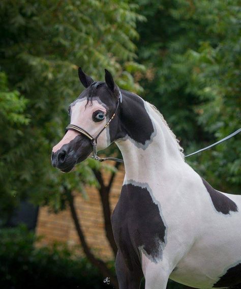 American Miniature Horse, Unique Horses, Mini Horses, Miniature Horses, Horse Ideas, Horse Colors, Mini Pony, Mini Horse, Miniature Horse