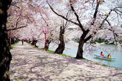 This page collects articles on things to do in Japan. It’s full of information that helps you enjoy Japan, including recommended tourist spots, places Japan Tourist Spots, Japan Tourist, Things To Do In Japan, Travel In Japan, Visiting Japan, Japan Landscape, Visit Japan, Tourist Spots, Travel List