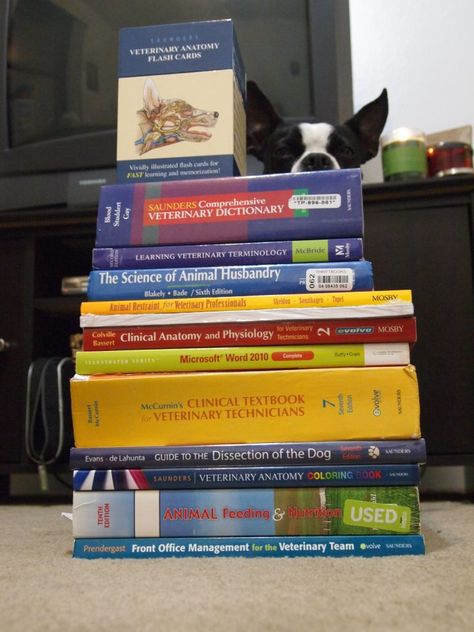 "Look at all dis knowledge!" Posie takes a gander at my vet tech books for my first semester! Vet tech school, Boston Terrier Vet Student Motivation, Vet Tech Wallpaper, Vet School Aesthetic, Vet Tech Aesthetic, Vet Student Aesthetic, Vet School Motivation, Veterinary Anatomy, Vet Tech Humor, Anatomy Coloring