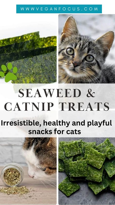 Cat Treats Homemade Healthy, Diy Cat Treats, Catnip Treats, Treats For Cats, Dried Seaweed, Cat Snacks, Cat Treat Recipes, Dog Cookies, Dry Cat Food